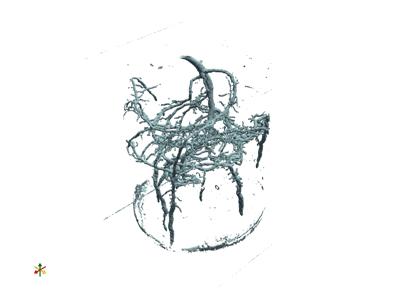 Baseline: pyvista-examples-downloads-download_pine_roots-73dbf70daf54eb71_00_00_vtksz