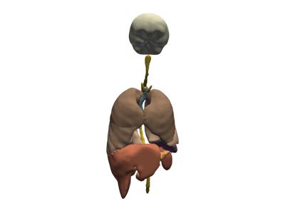 Baseline: sphx_glr_anatomical_groups_004_vtksz
