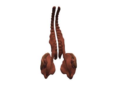 Baseline: sphx_glr_anatomical_groups_005_vtksz
