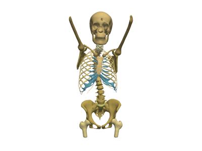 Baseline: sphx_glr_anatomical_groups_007
